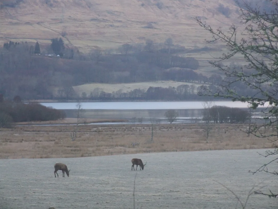 Red deer grazing in the fields beside Auchmore