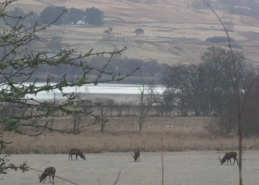 Two stags standing in the field near Auchmore, Killin